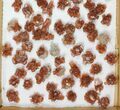 Lot: Twinned Aragonite Clusters - Pieces #103615-1